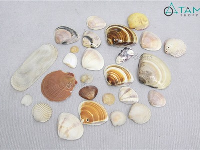 Bịch 200gr vỏ sò trang trí phong cách biển-kiểu ngẫu nhiên VOOC-04